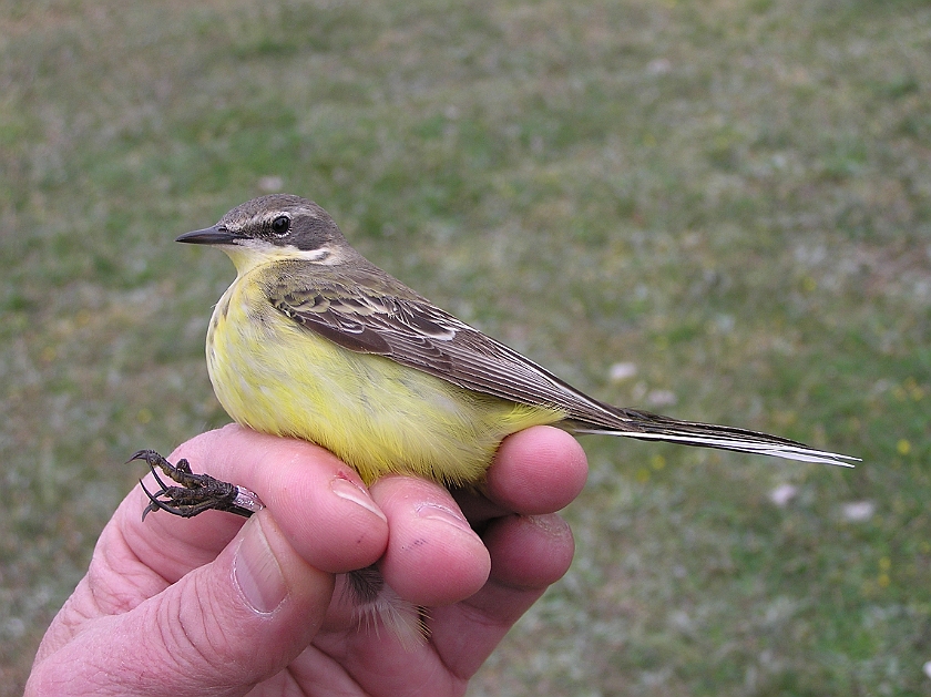 Yellow Wagtail, Sundre 20090516